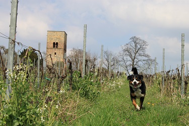 Hund / Haustier